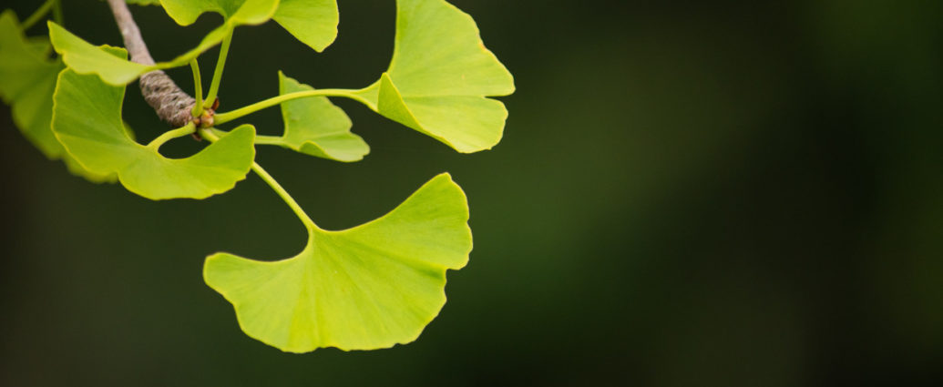 Ginkgo ist nicht nur ein Baum