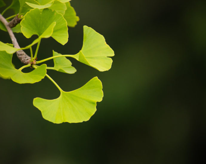 Ginkgo ist nicht nur ein Baum